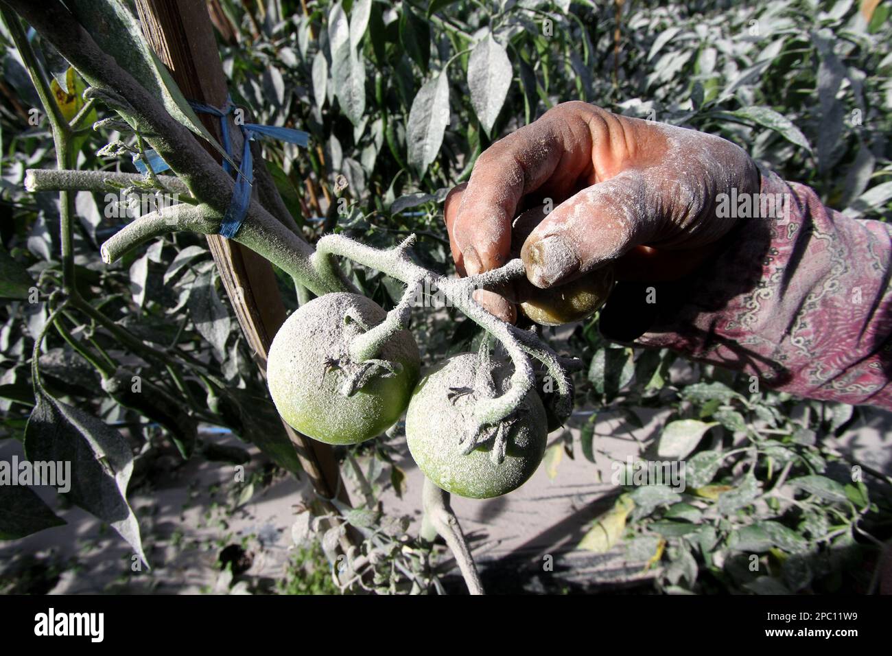 Boyolali, Indonesien. 13. März 2023. Nach dem Vulkanausbruch des Mount Merapi im Dorf Tlogolele in Boyolali, Zentraljava, Indonesien, zeigt ein Bauer Tomaten auf seinen Feldern, 13. März 2023. Kredit: Bram Selo/Xinhua/Alamy Live News Stockfoto