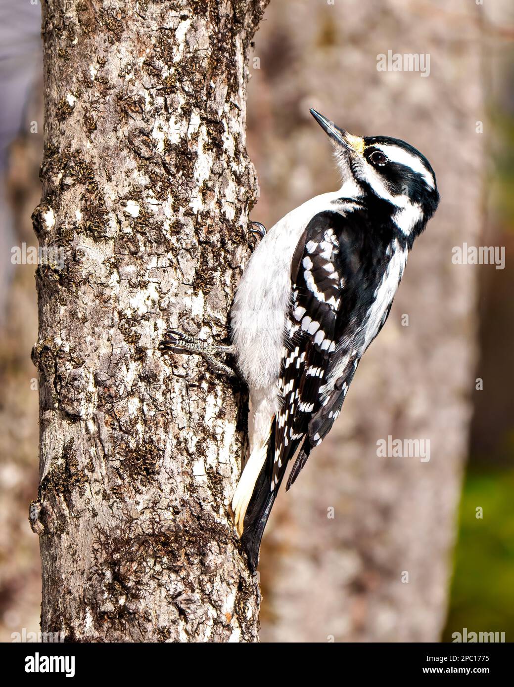 Holzspecht, weibliche Seitenansicht, die sich an einen Baumstamm hält und weiß-schwarzes Gefieder in seiner Umgebung und Umgebung zeigt. Stockfoto