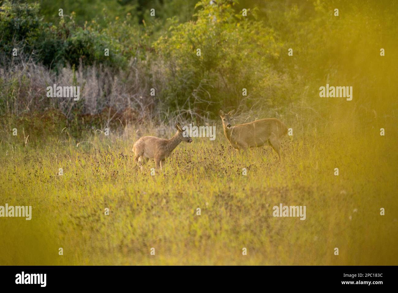 Hirsche mit großen Hörnern laufen, Rennen, schreien unter den Weibchen während der Paarungszeit, zwischen dem grünen Wald und gelben Feldern. Hirschsaison. Stockfoto