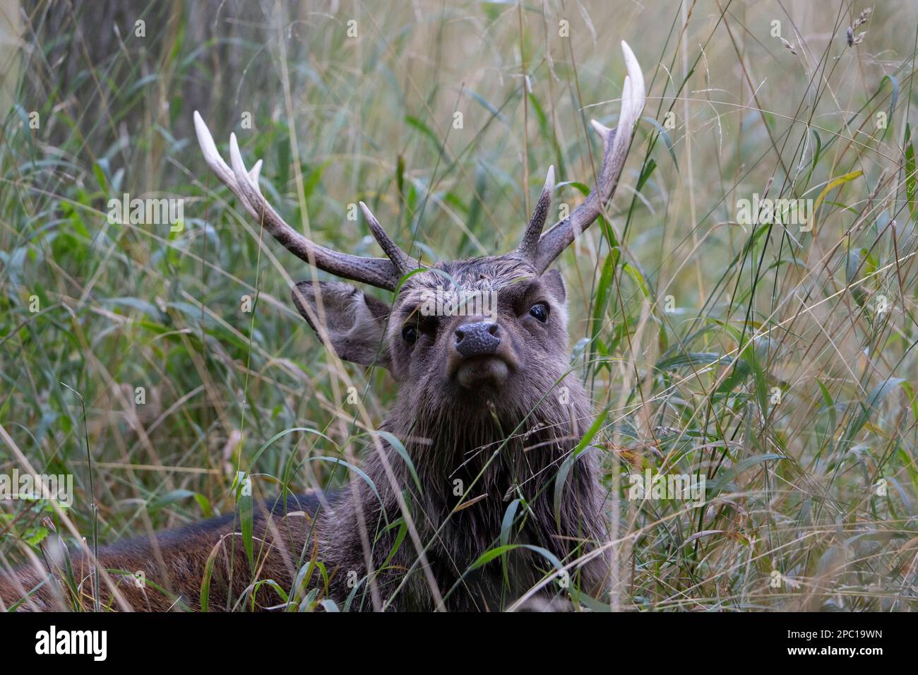 Hirsche mit großen Hörnern laufen, Rennen, schreien unter den Weibchen während der Paarungszeit, zwischen dem grünen Wald und gelben Feldern. Hirschsaison. Stockfoto