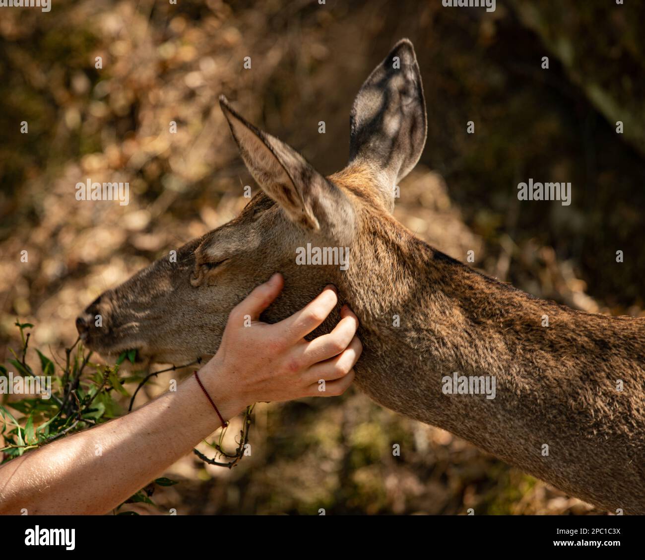 Ein Reh mit menschlicher Hand streichelt ein Reh. Stockfoto