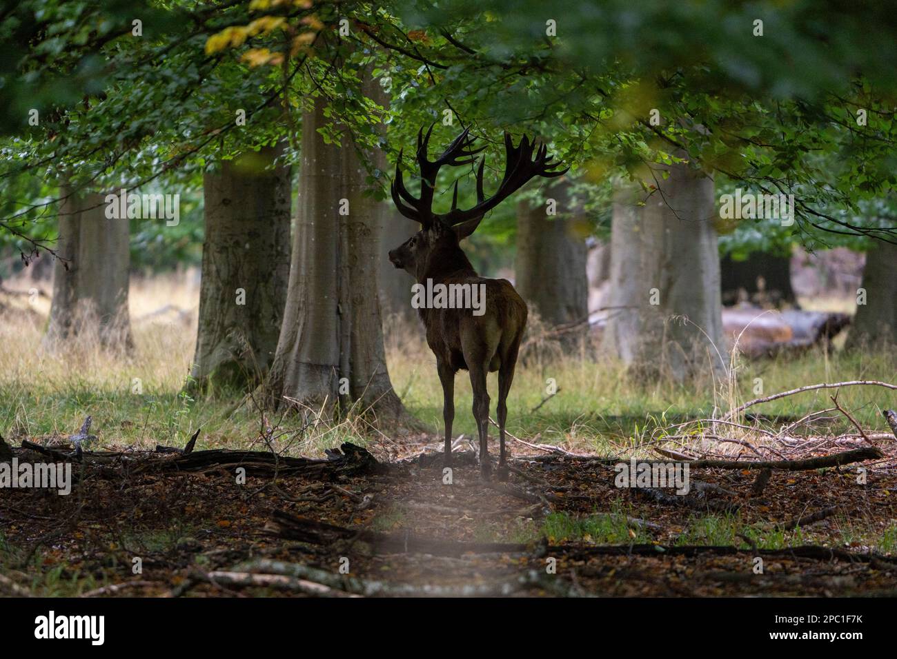 Hirsche mit großen Hörnern laufen, Rennen, schreien unter den Weibchen während der Paarungszeit, zwischen dem grünen Wald und gelben Feldern. Hirschsaison. Stockfoto