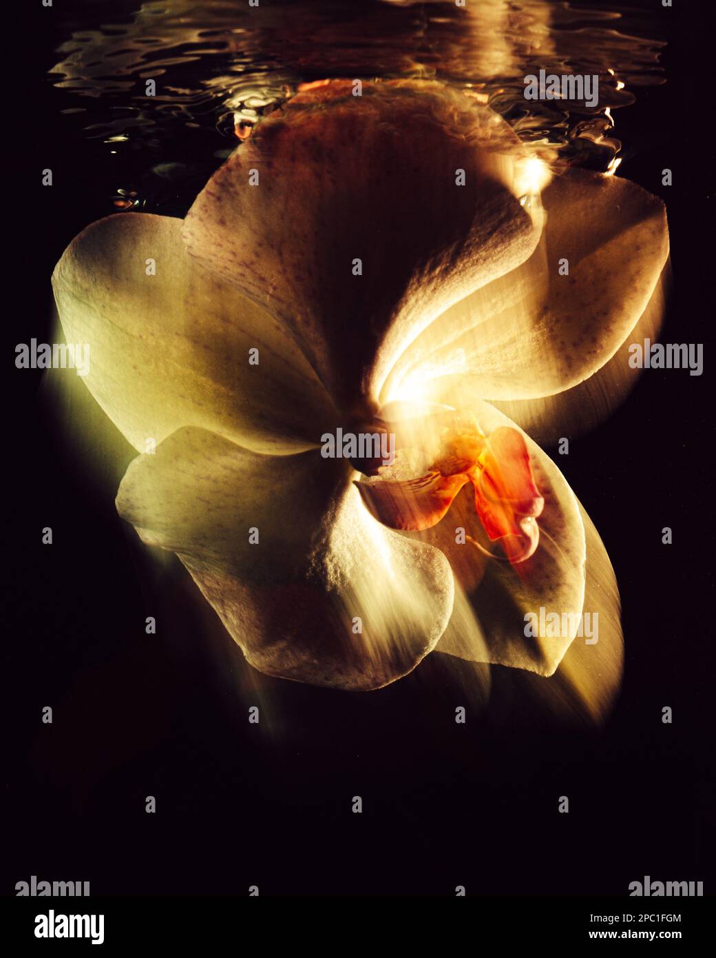 Orchid Unterwasser Stockfoto
