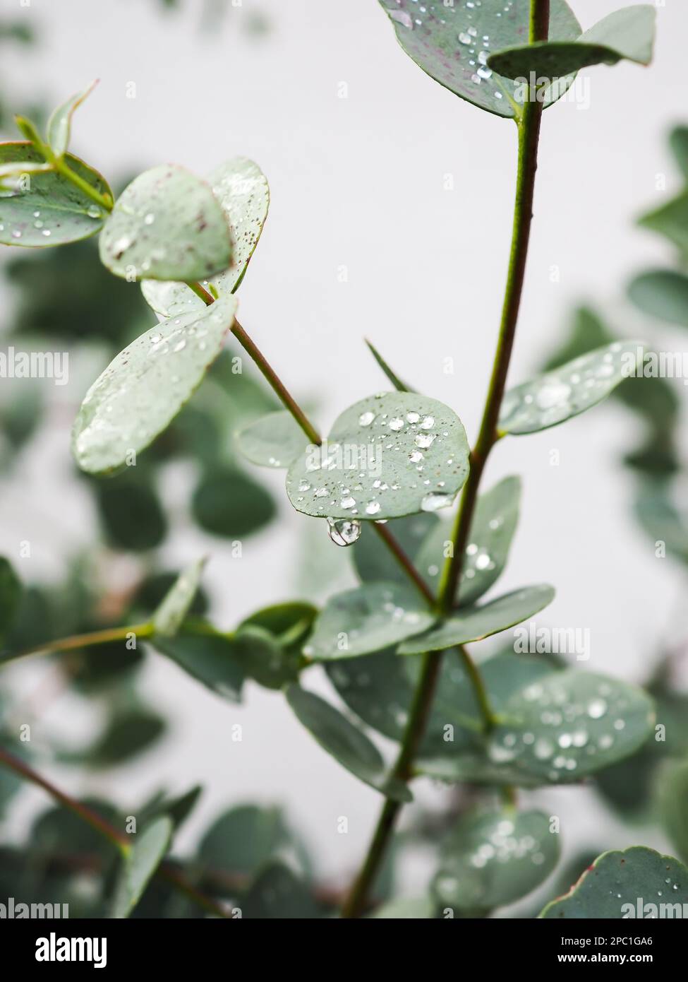 Nahaufnahme von Regentropfen auf Eukalyptusblättern vor weißem Hintergrund Stockfoto