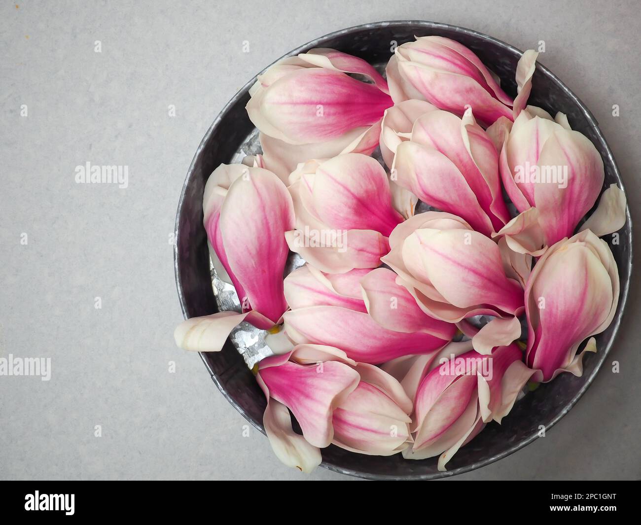 Pflücken Sie pinkfarbene essbare Magnolienblüten, die Sie einsammeln oder zu Sirup machen können, in einer rustikalen Küchenpfanne, die von oben mit einem Kopierbereich aufgenommen wurde Stockfoto