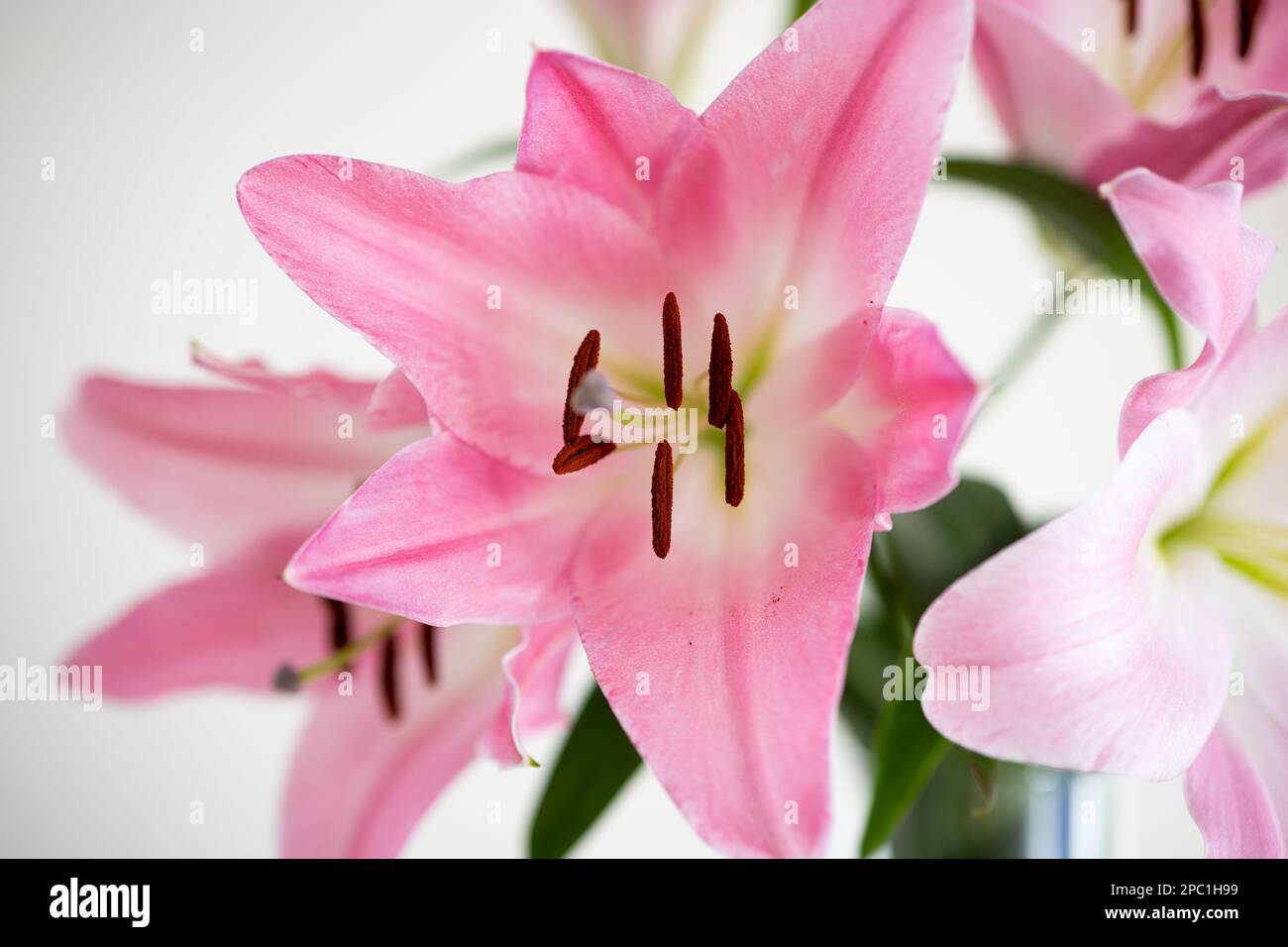 Rosa Sterngucker-Lilien blühen. Nahaufnahme, Studioaufnahme, geringe Tiefenschärfe, keine Menschen. Stockfoto