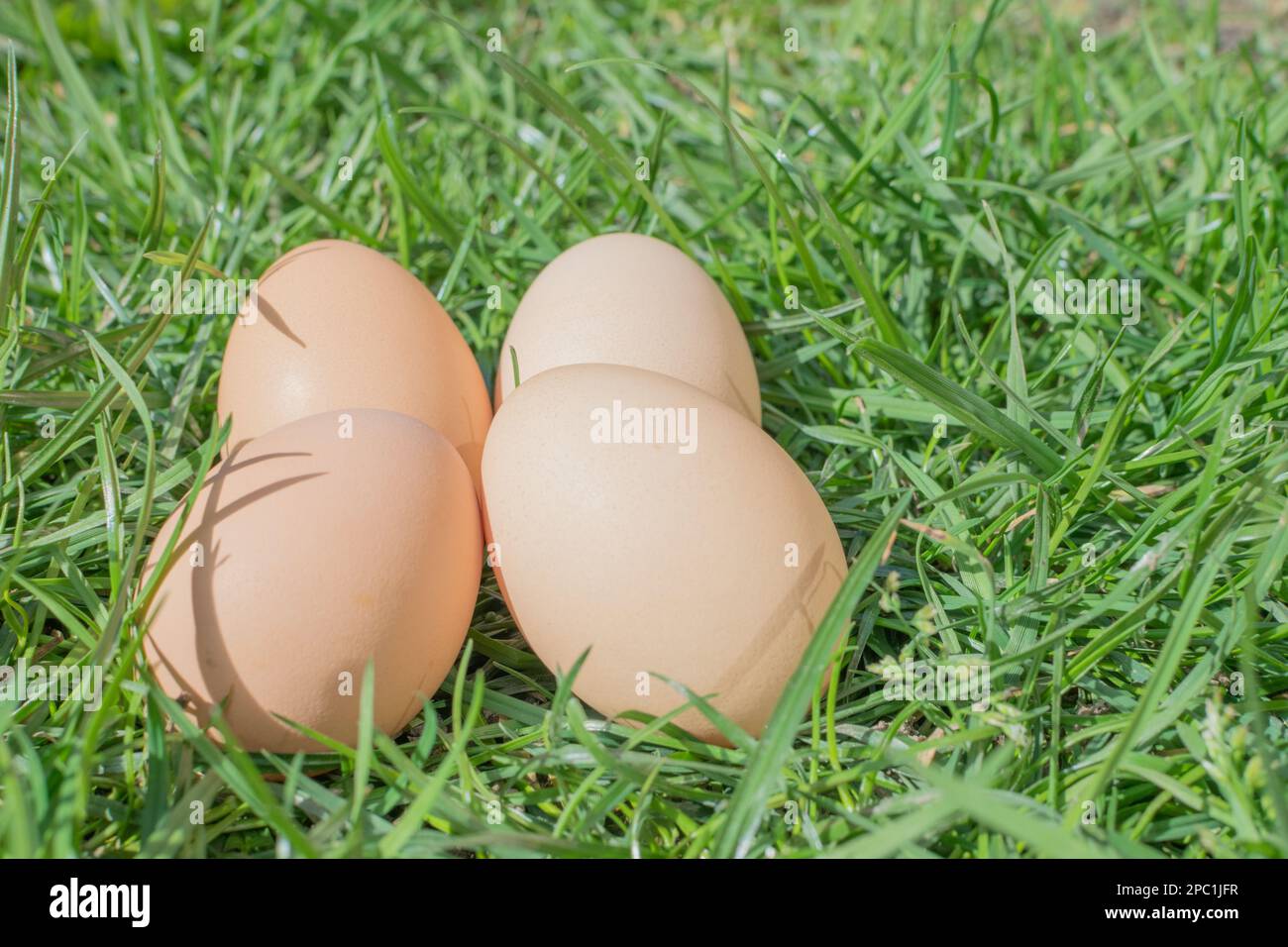 Bio-Eier im Gras Stockfoto