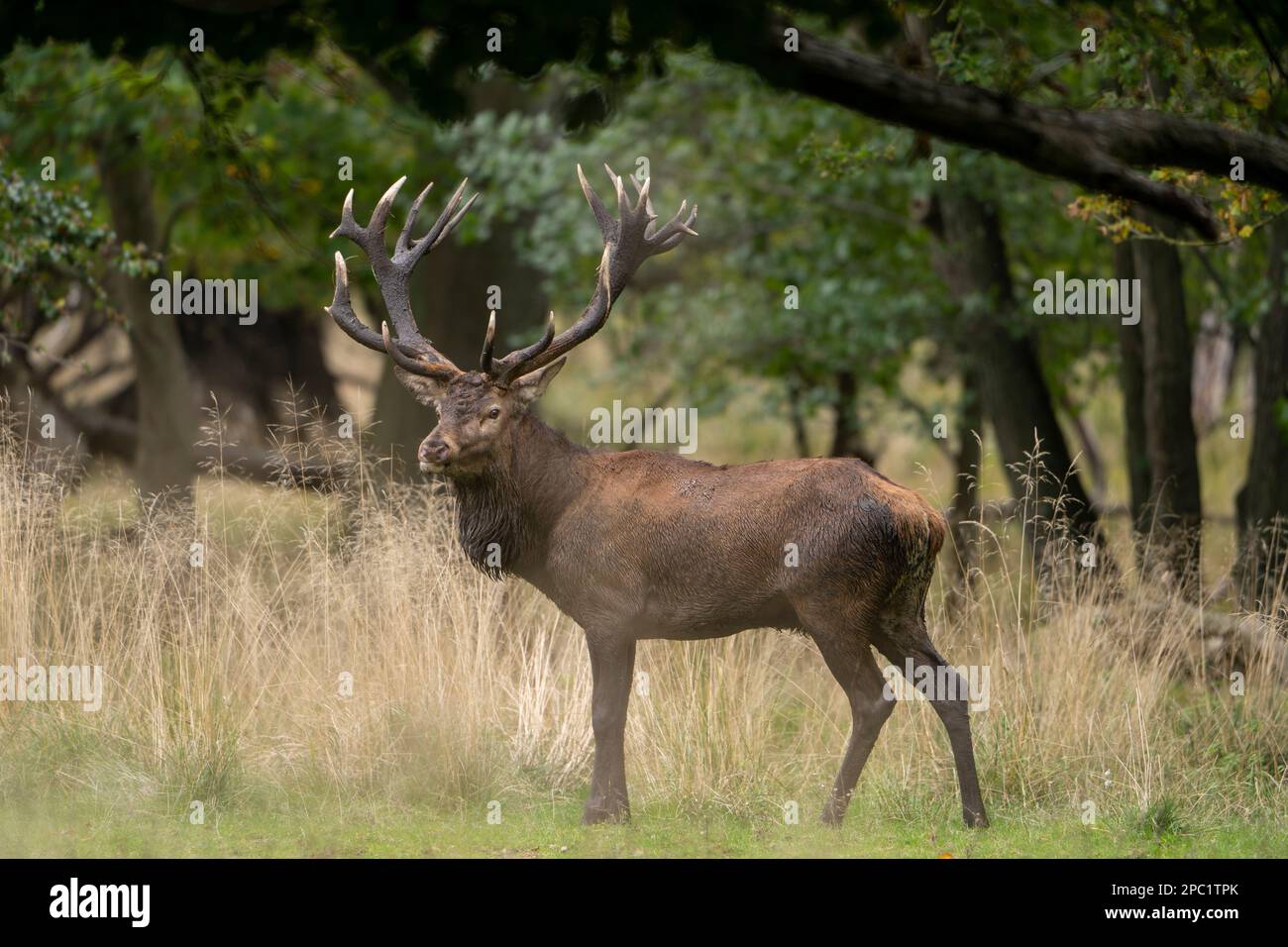 Hirsche mit großen Hörnern laufen, Rennen, schreien unter den Weibchen während der Paarungszeit, zwischen dem grünen Wald und gelben Feldern. Hirschsaison. Stockfoto