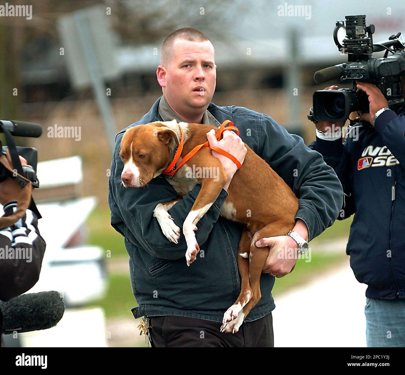 Charles Jantzen, a cruelty investigator from Houston's Society for the Prevention of Cruelty to Animals, carries Brooke, a pit bull that was allegedly made to attack a cat for a video on its owner's MySpace page, to his vehicle to transport the animal to a shelter Tuesday, Jan. 30, 2007, in Angleton, Texas. Police in Angleton want to question two teens suspected of posting a video on the Internet of a pit bulldog mauling a cat tied to a truck. (AP Photo/The Facts, Dan Dalstra) Stockfoto