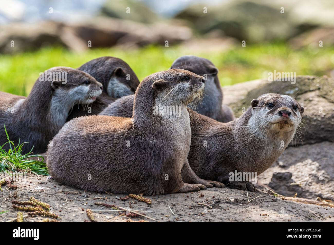 Eine Familiengruppe asiatischer Kleinkrallenotter (Aonyx cinerea) im Gehege im Edinburgh Zoo in Schottland, Großbritannien Stockfoto