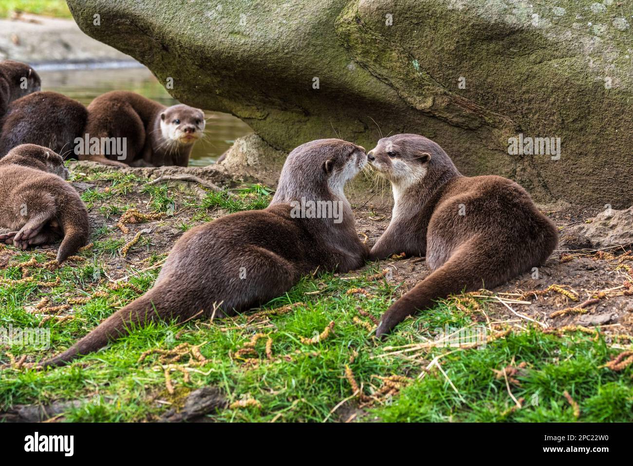 Eine Familiengruppe asiatischer Kleinkrallenotter (Aonyx cinerea) im Gehege im Edinburgh Zoo in Schottland, Großbritannien Stockfoto