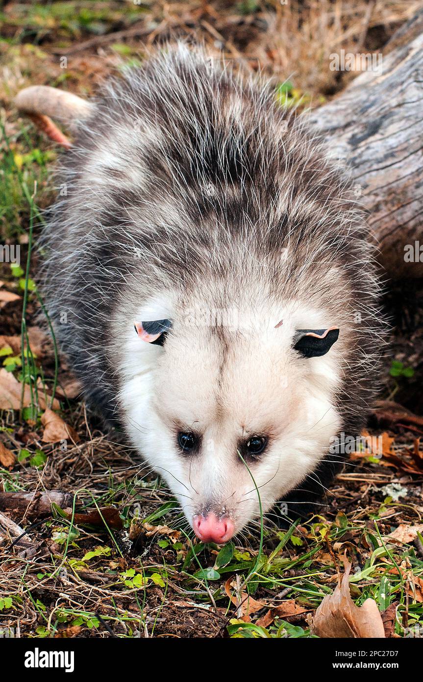 Oposssum Ganzkörperansicht auf dem Boden gehen, um Lebensmittel vor der Kamera zu suchen, vertikal. Dieses Tier ist 6 Monate alt und gilt als Erwachsener. Stockfoto