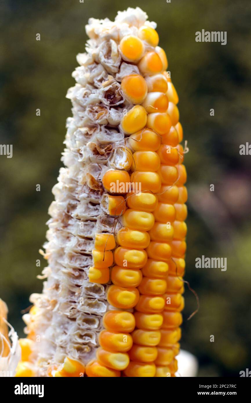 Schmetterling auf Blume, nach dem Fotografieren, legten sie sich in der Regel mitten in den Sonnenblumen hin und genossen es einfach, ohne D zusammen zu sein Stockfoto