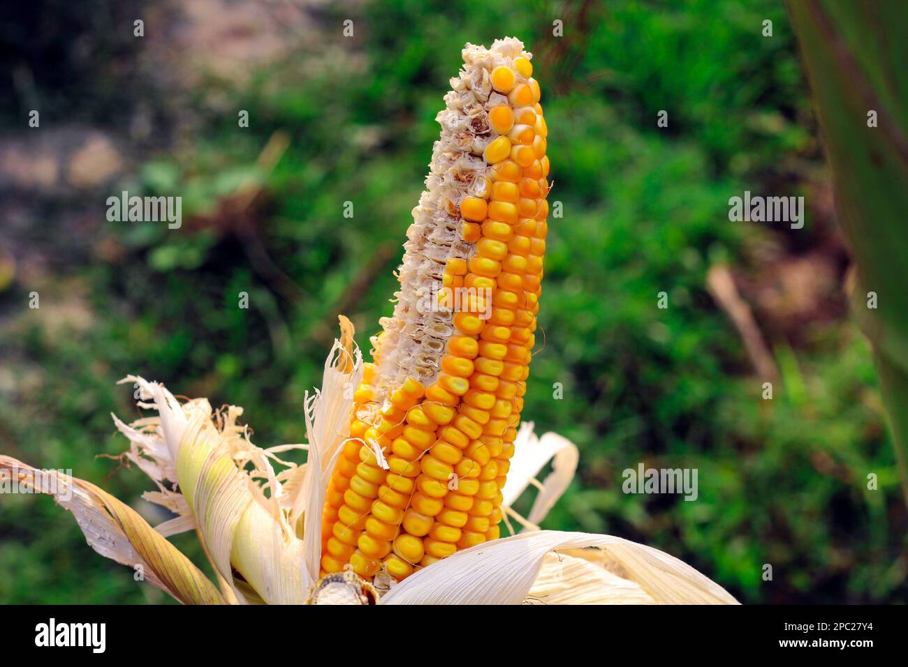 Schmetterling auf Blume, nach dem Fotografieren, legten sie sich in der Regel mitten in den Sonnenblumen hin und genossen es einfach, ohne D zusammen zu sein Stockfoto