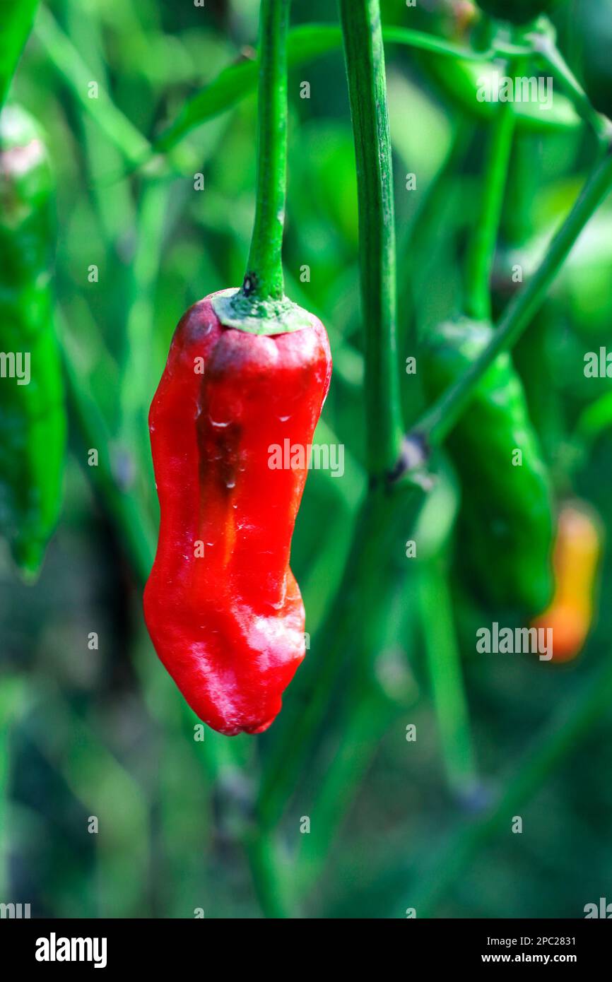 Schmetterling auf Blume, nach dem Fotografieren, legten sie sich in der Regel mitten in den Sonnenblumen hin und genossen es einfach, ohne D zusammen zu sein Stockfoto