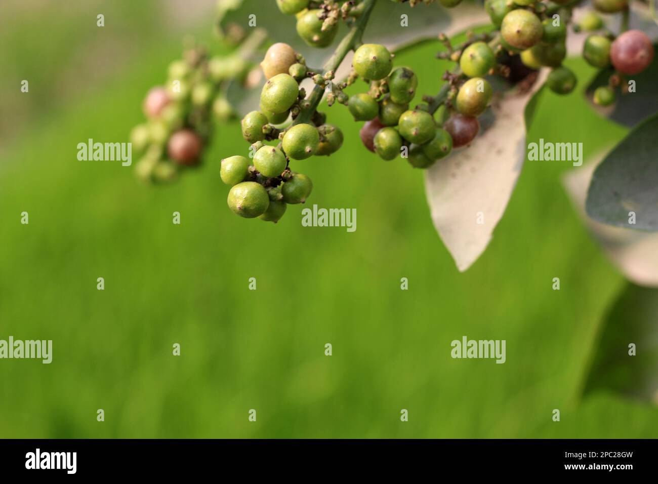 Schmetterling auf Blume, nach dem Fotografieren, legten sie sich in der Regel mitten in den Sonnenblumen hin und genossen es einfach, ohne D zusammen zu sein Stockfoto