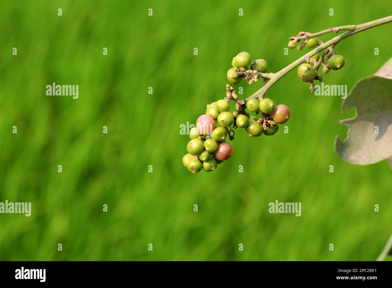 Schmetterling auf Blume, nach dem Fotografieren, legten sie sich in der Regel mitten in den Sonnenblumen hin und genossen es einfach, ohne D zusammen zu sein Stockfoto