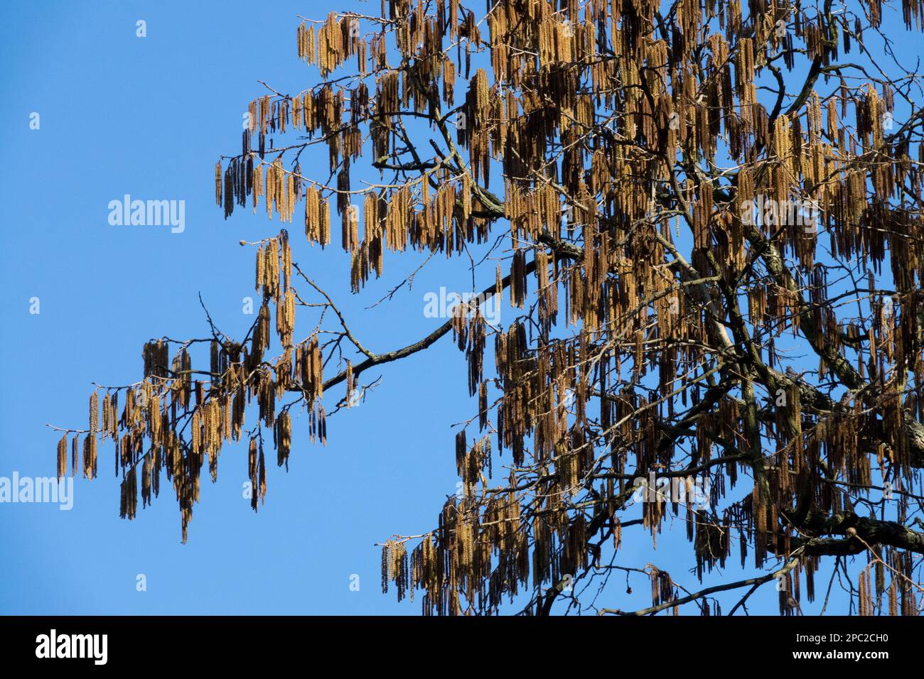 Türkische Haselnuss, Blüten auf Zweigen, Blüte, Corylus colurna, Winter, Katkins, Marsch Stockfoto