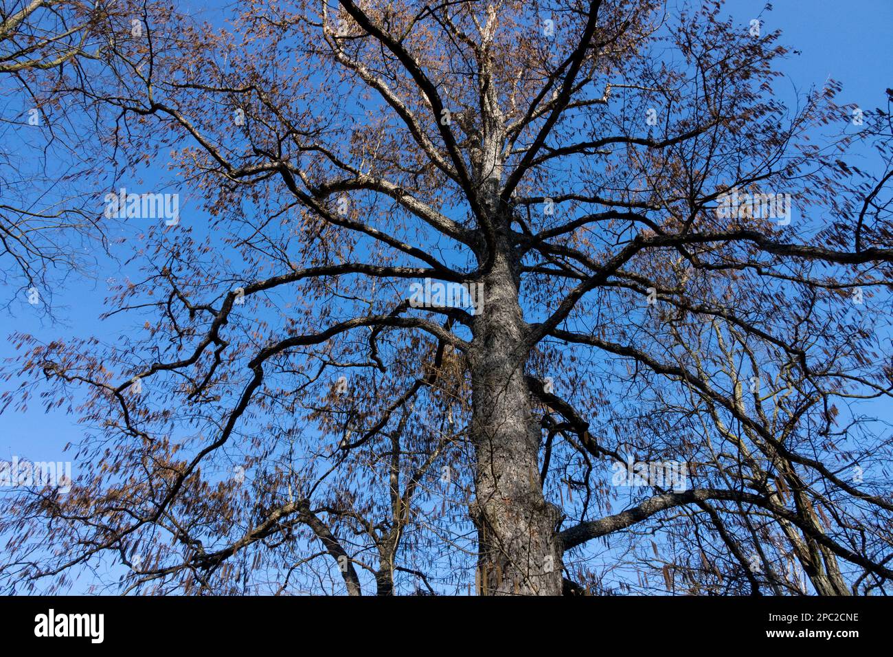 Türkische Haselnuss, Corylus colurna Tree, Winter, Baumwipfel, Blattlos, Form Stockfoto