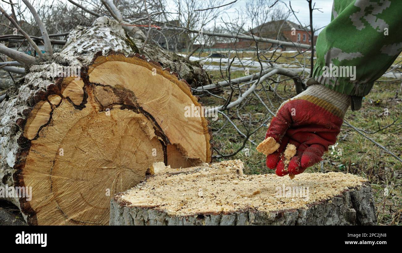 Eine Hand in einem roten Handschuh berührt die Struktur des faulen Kerns eines heruntergefallenen toten Baumes, der im Dorf fallende, zerbrochene Bäume Fällen wird Stockfoto
