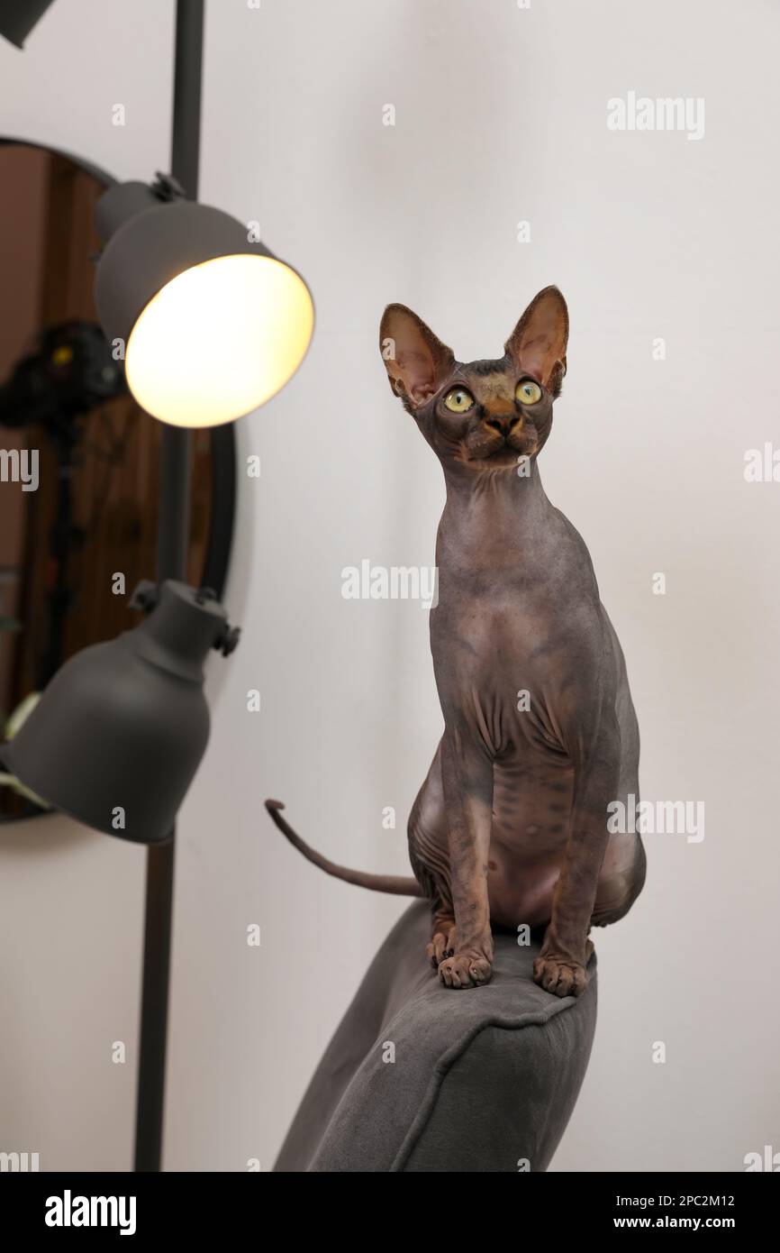 Sphynx-Katze, die zu Hause auf dem Sessel sitzt Stockfoto