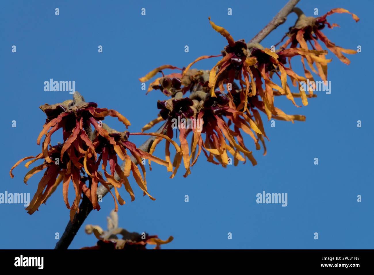 Hamamelis x Intermedia Jelena blüht auf dem Ast Stockfoto