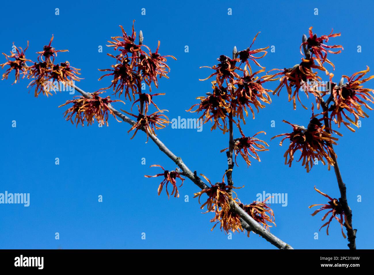 Hamamelis x Intermedia Jelena gegen blauen Himmel, blattlos, Zweige Winterpflanze Hexenhasel Stockfoto