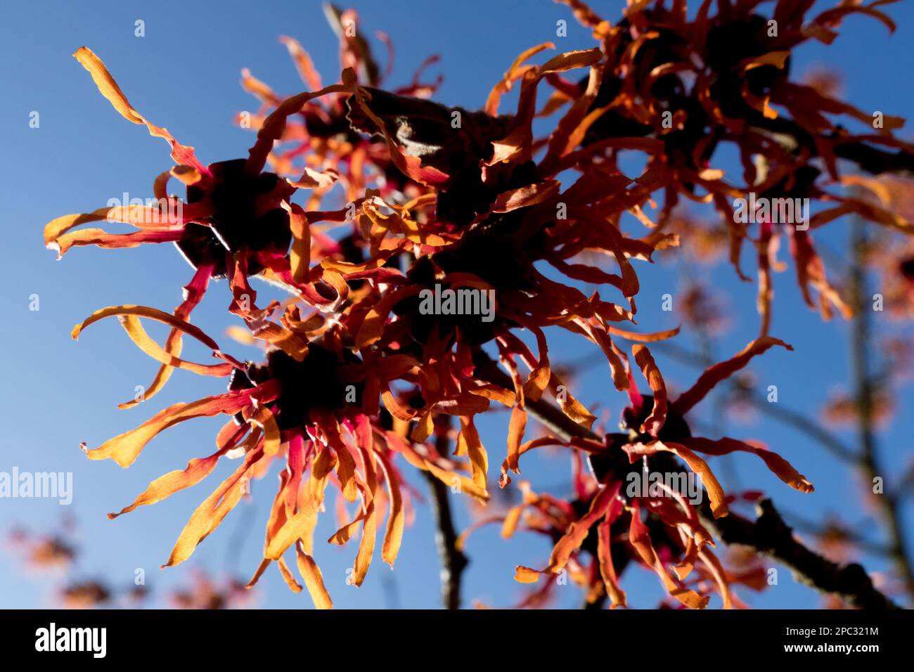 Hamamelis Jelena, Hexe Hazel, Blume, Orangenblüten, Sonnenlicht Stockfoto