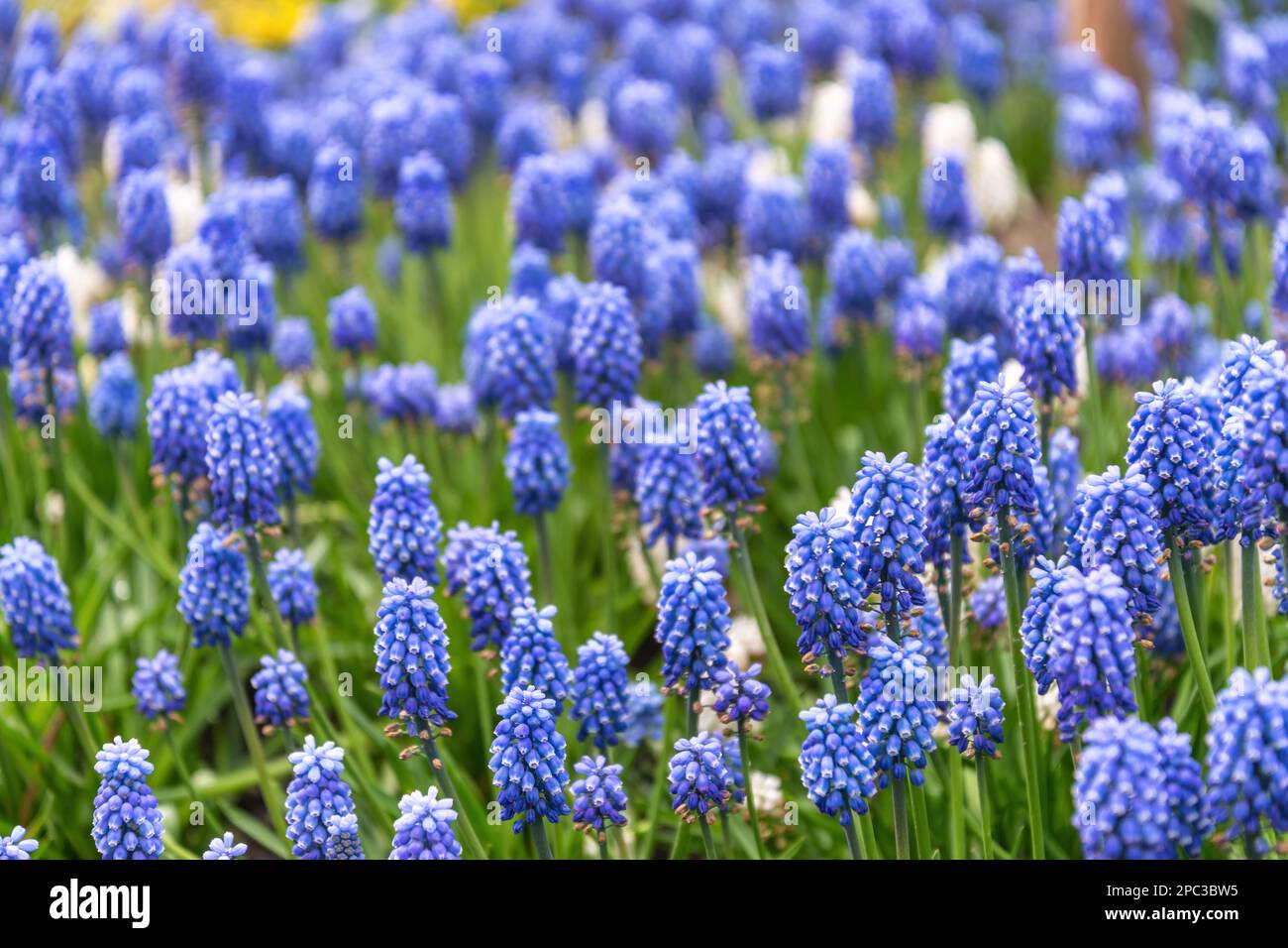 Traubenhyazinthenfeld im Garten, Frühling in Lisse bei Amsterdam Niederlande Stockfoto