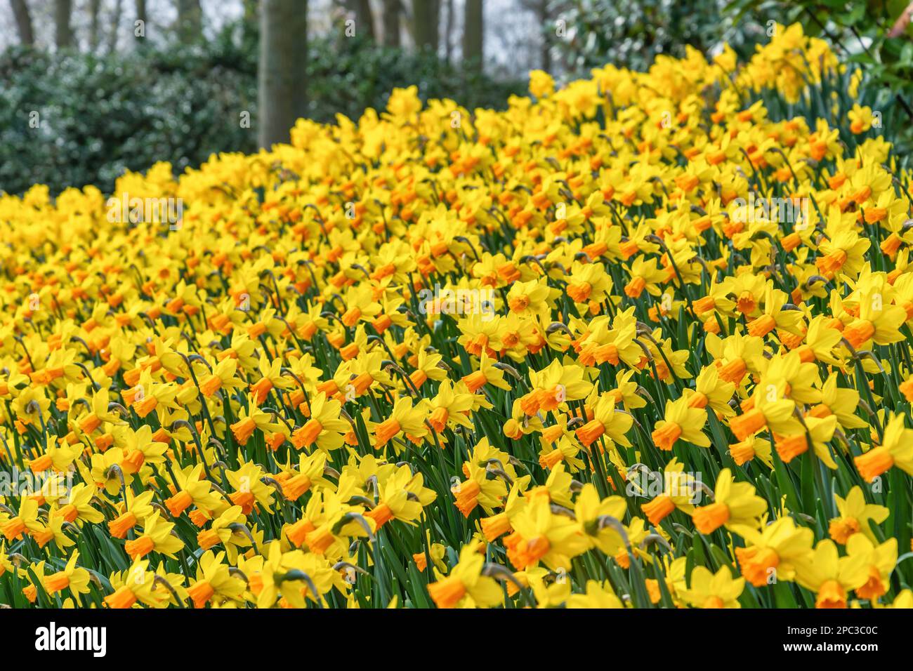 Jetfire Field im Garten, Frühlingssaison in Lisse bei Amsterdam Niederlande Stockfoto