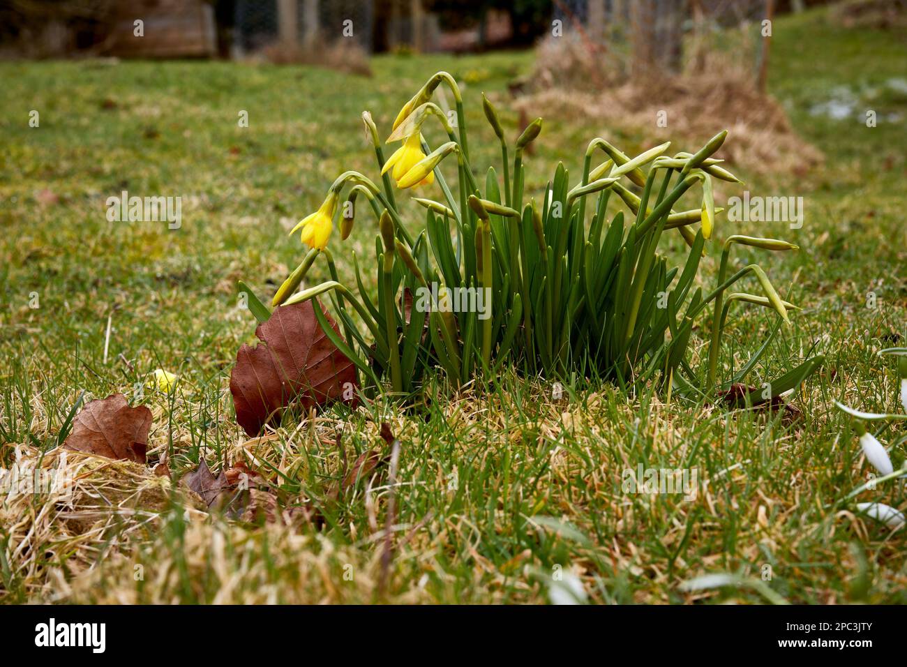 Miniatur-Narzissen. Narcissus „Tete-a-Tete“ beginnt gerade um 900ft Uhr auf dem Moorland Small Holding zu erscheinen. North Yorkshire Stockfoto