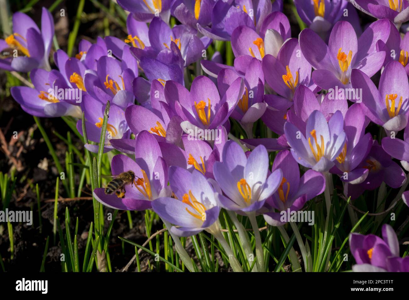 Cluster von Crocus Stockfoto