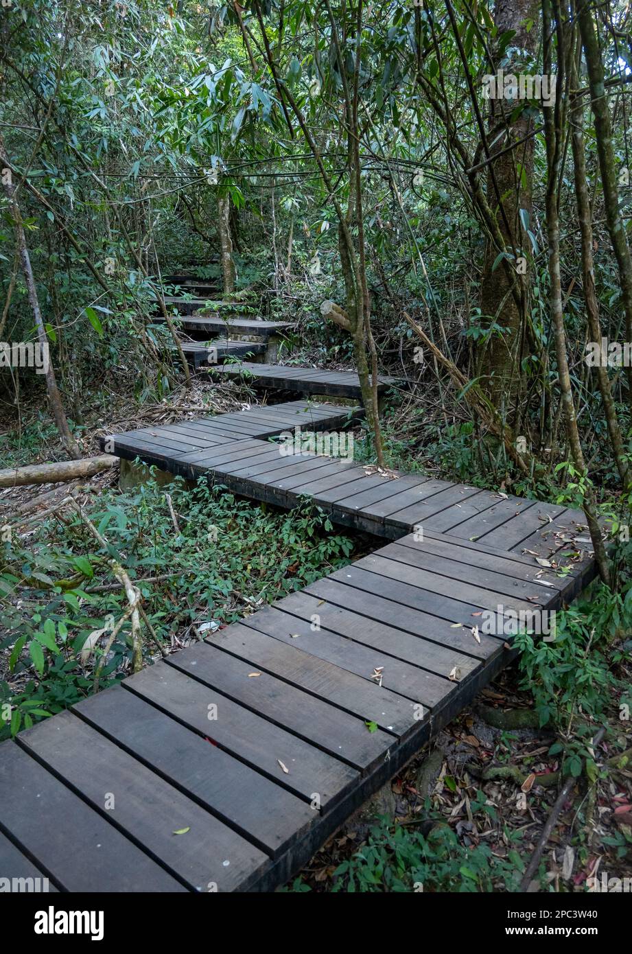 Gehen Sie an Bord des Waldes im Khao Yai Nationalpark, Thailand. Stockfoto