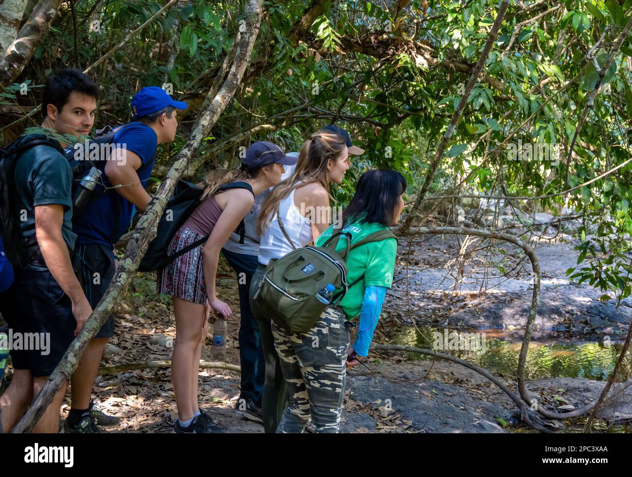 Eine Gruppe junger Besucher, die eine Grubenotterschlange auf einem Baum aus nächster Nähe beobachten. Khao Yai Nationalpark, Thailand. Stockfoto