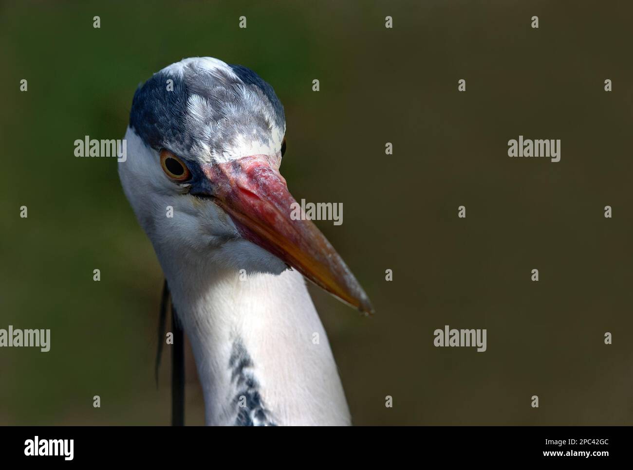 Porträt von Graureiher (Ardea cinerea) aus nächster Nähe, Tierwelt in Irland Stockfoto