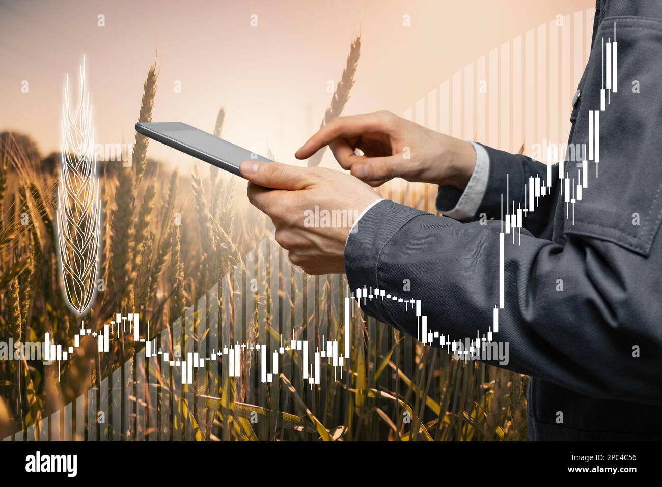 Preissteigerungsdiagramm vor dem Hintergrund von Weizenohnen und Händen mit Digital Tablet. Stockfoto