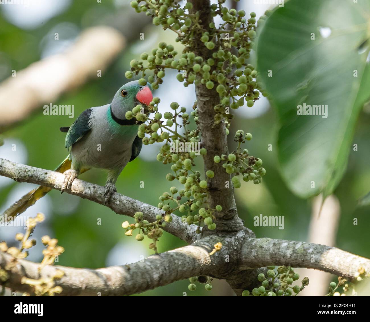 Ein blauer geflügelter Sittich mit Früchten vom Baum Stockfoto