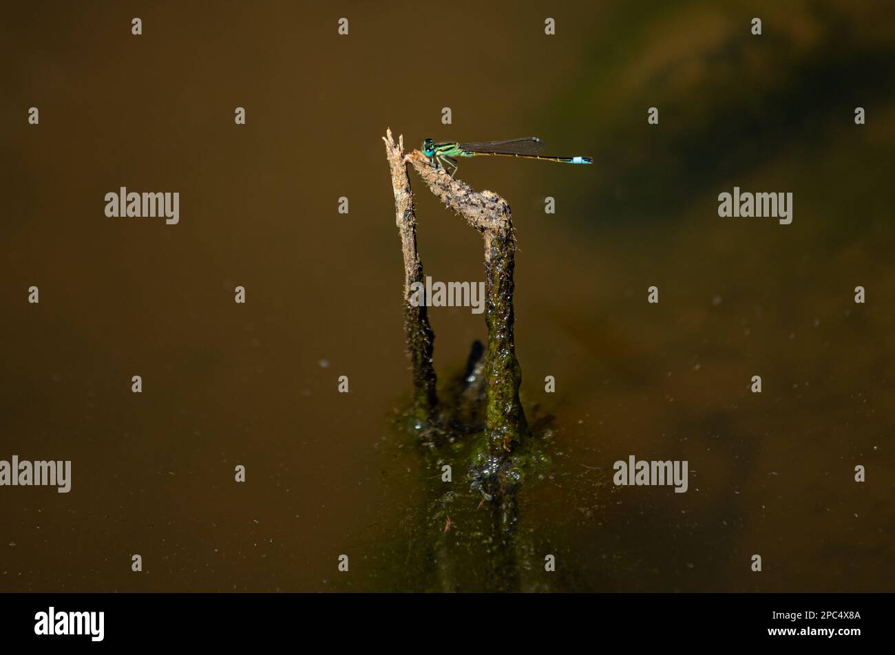 Hübsche farbige Libelle auf einem Ast, der aus dem Wasser kommt Stockfoto