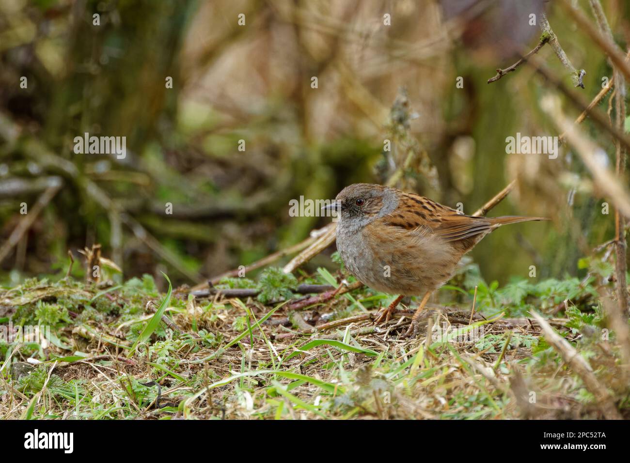 Dunnock (Prunella modularis) am Boden Stockfoto