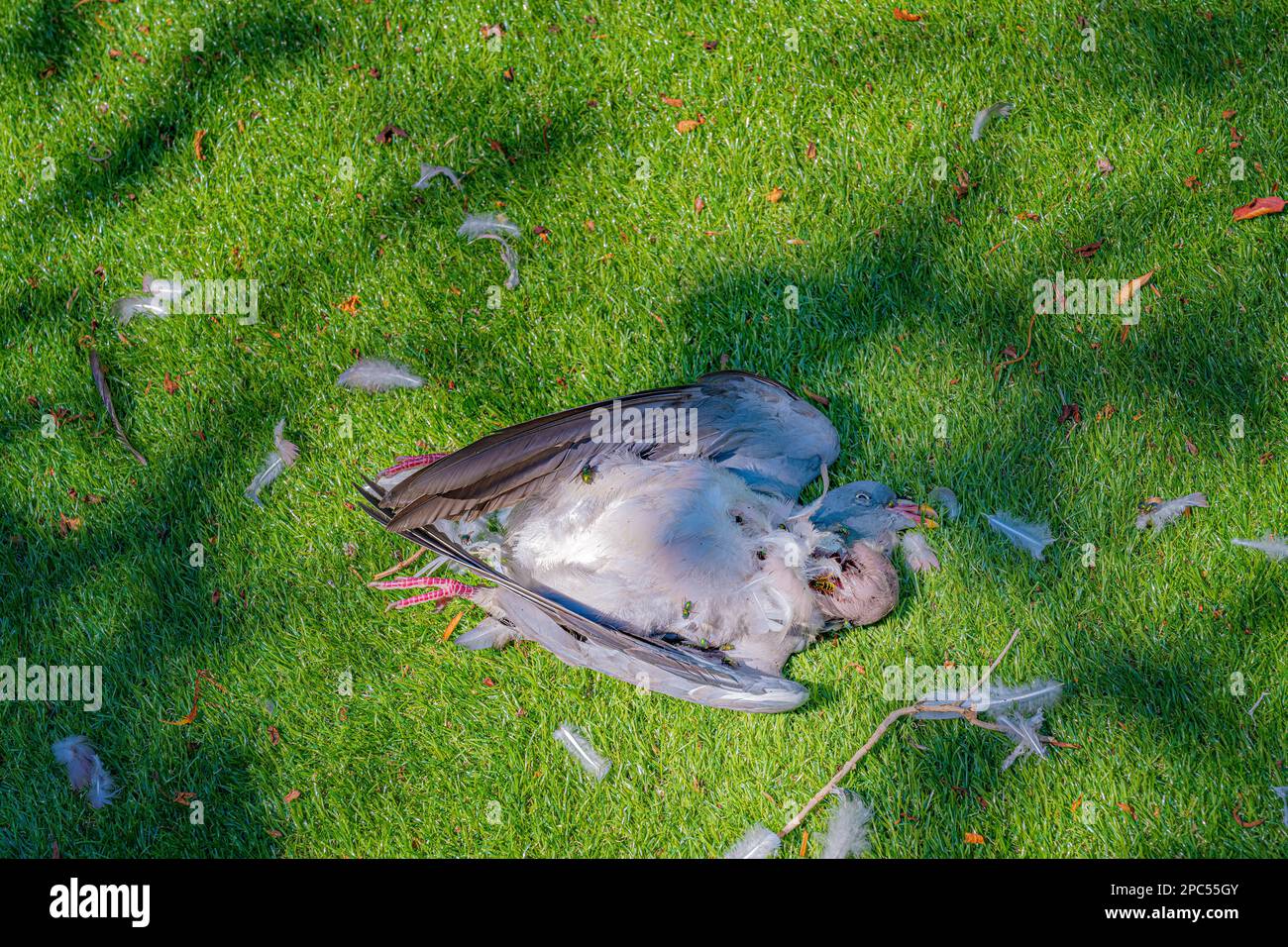 Tote Taube Columba Palumbus, getötet von einem Fuchs auf dem Rasen eines britischen Gartenraubtierfuchs Stockfoto