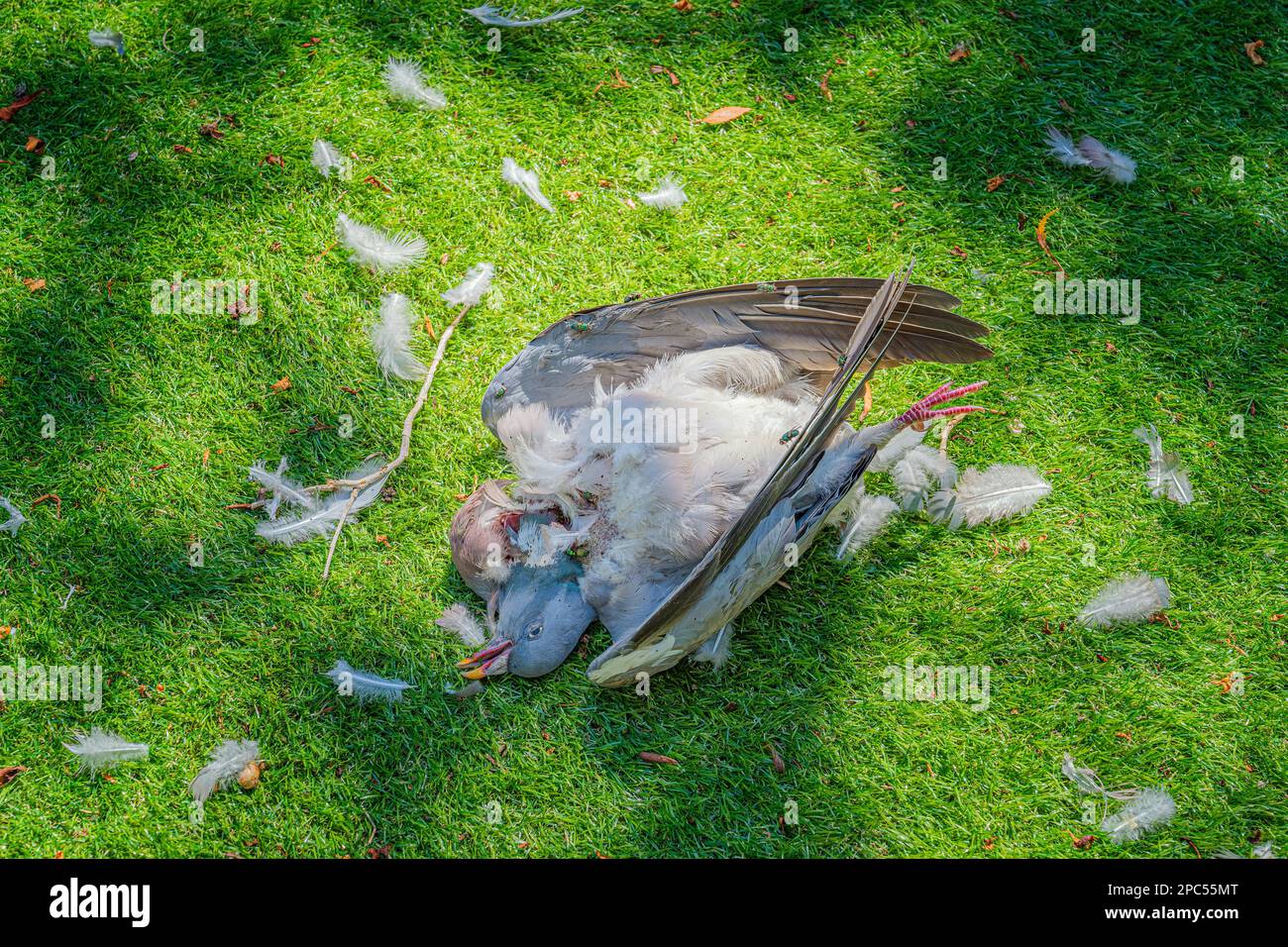 Tote Taube Columba Palumbus, getötet von einem Fuchs auf dem Rasen eines britischen Gartenraubtierfuchs Stockfoto