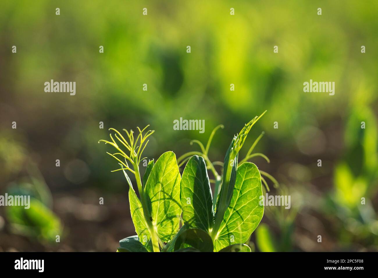 Nahaufnahme der Erbsenpflanze exe Valley Stockfoto