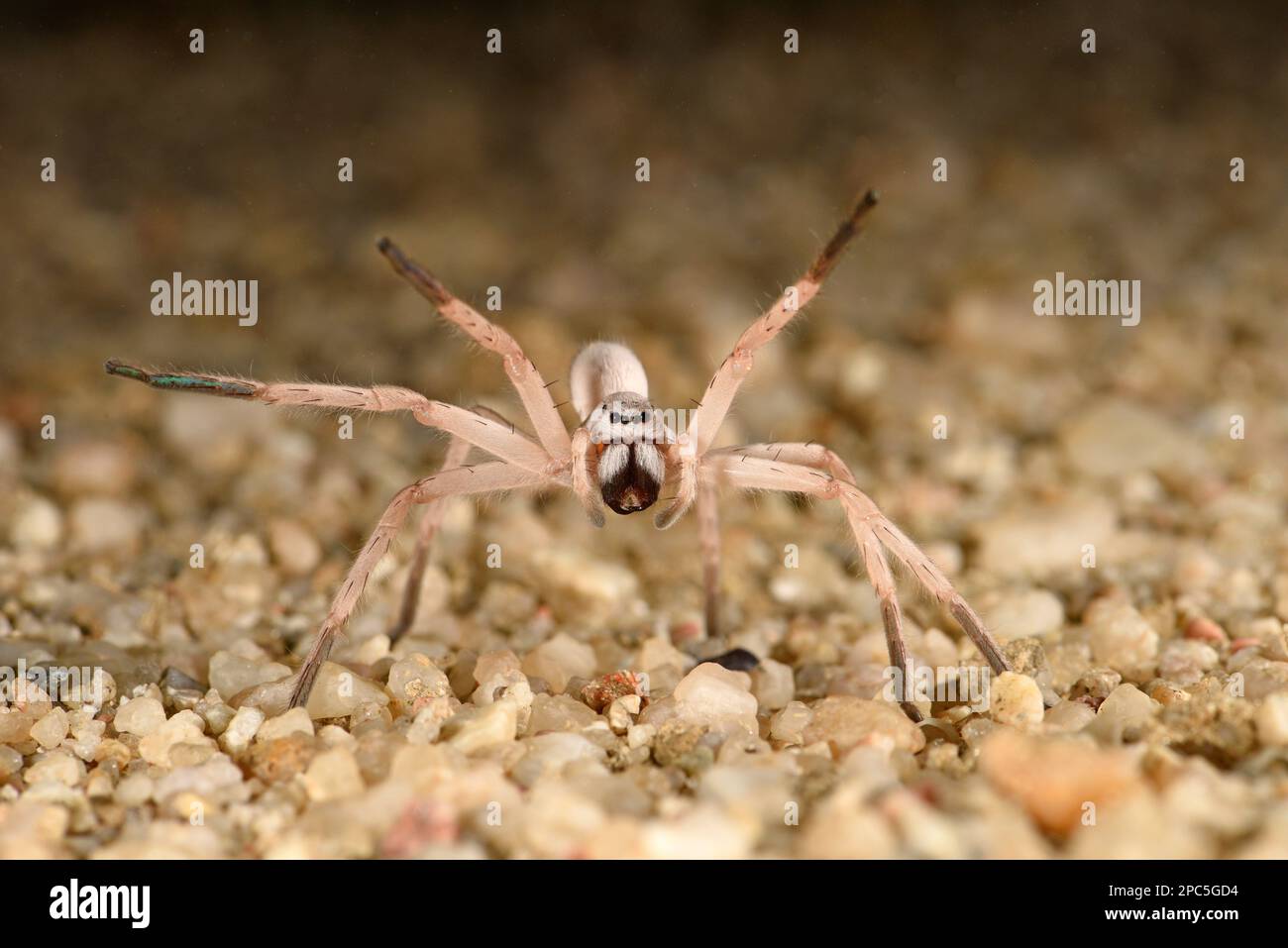 Tanzende weiße Lady Spider (Leucorchestris arenicola), Erwachsener in defensiver Tanzhaltung auf sandigem felsigem Boden bei Nacht, Swakopmund, Namibia, Januar Stockfoto