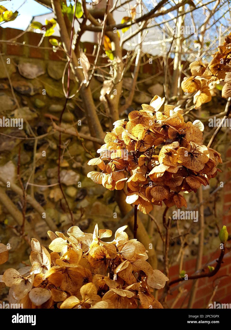 Detail alter Hortensien-Blüten an einer alten Feuerwand. Stockfoto