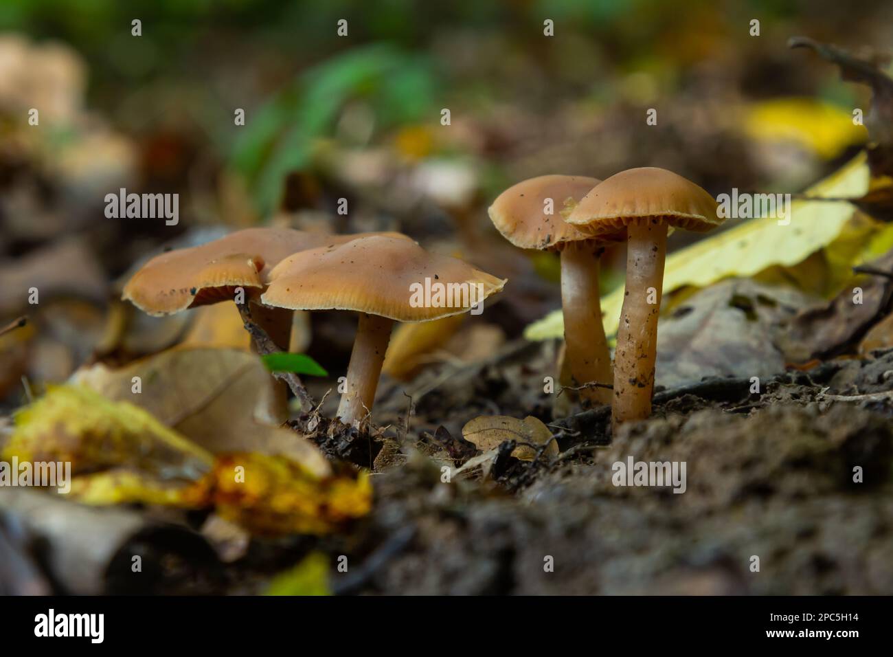 Gymnopus hariolorum-Pilze auf dem alten Stumpf. Stockfoto