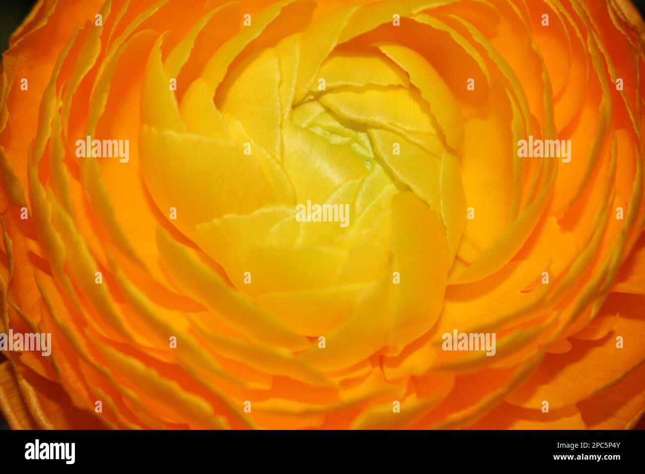 Gelb-orange Blume Stockfoto