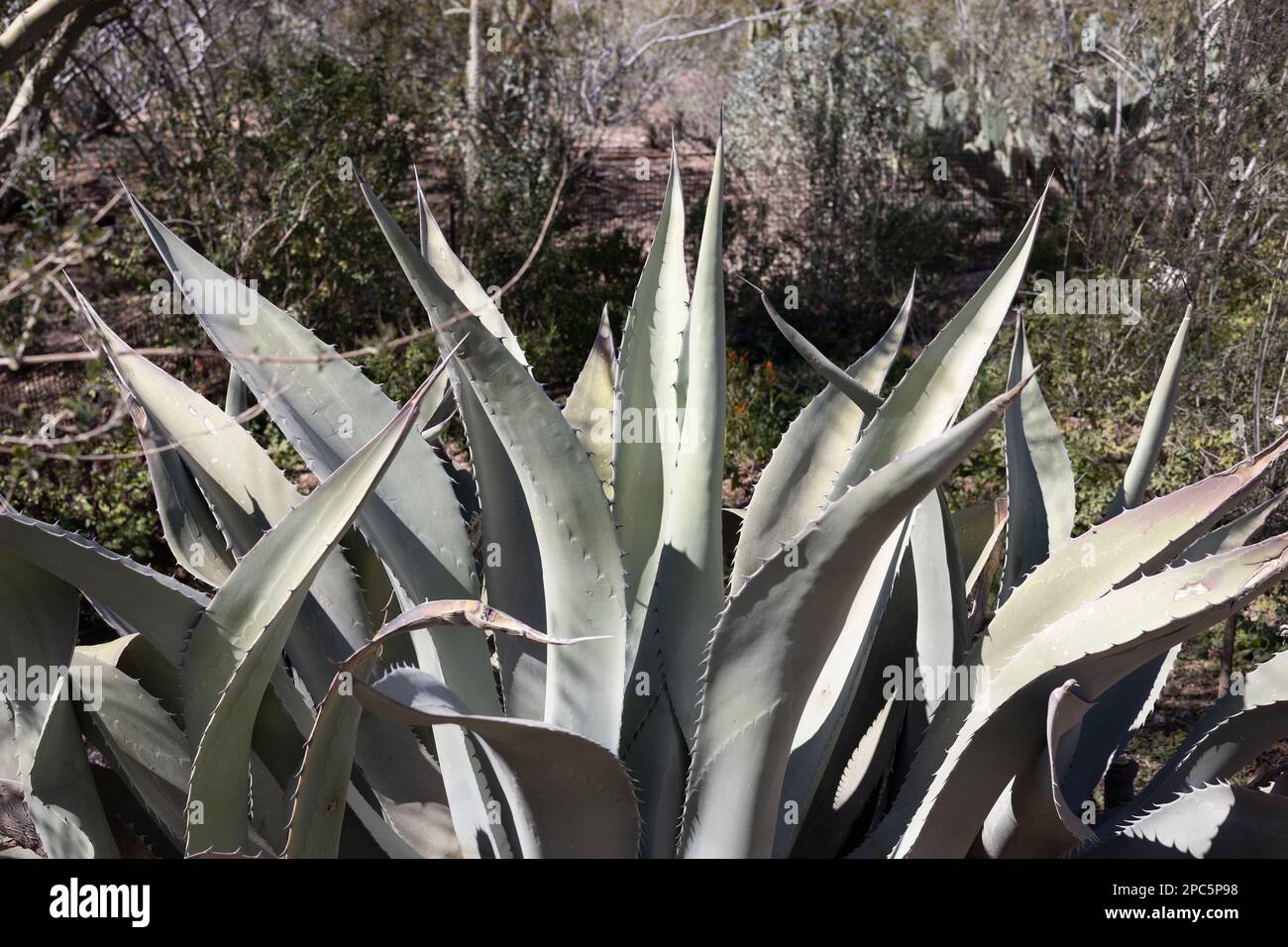 Agave asperrima - raue Agave. Stockfoto