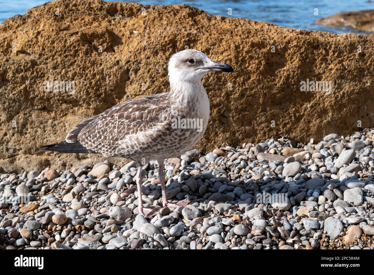 Nahaufnahme einer Möwe an einem Kieselstrand, Seevögel an der Mittelmeerküste in Südfrankreich Stockfoto