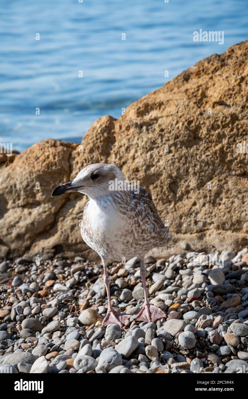 Nahaufnahme einer Möwe an einem Kieselstrand, Seevögel an der Mittelmeerküste in Südfrankreich Stockfoto