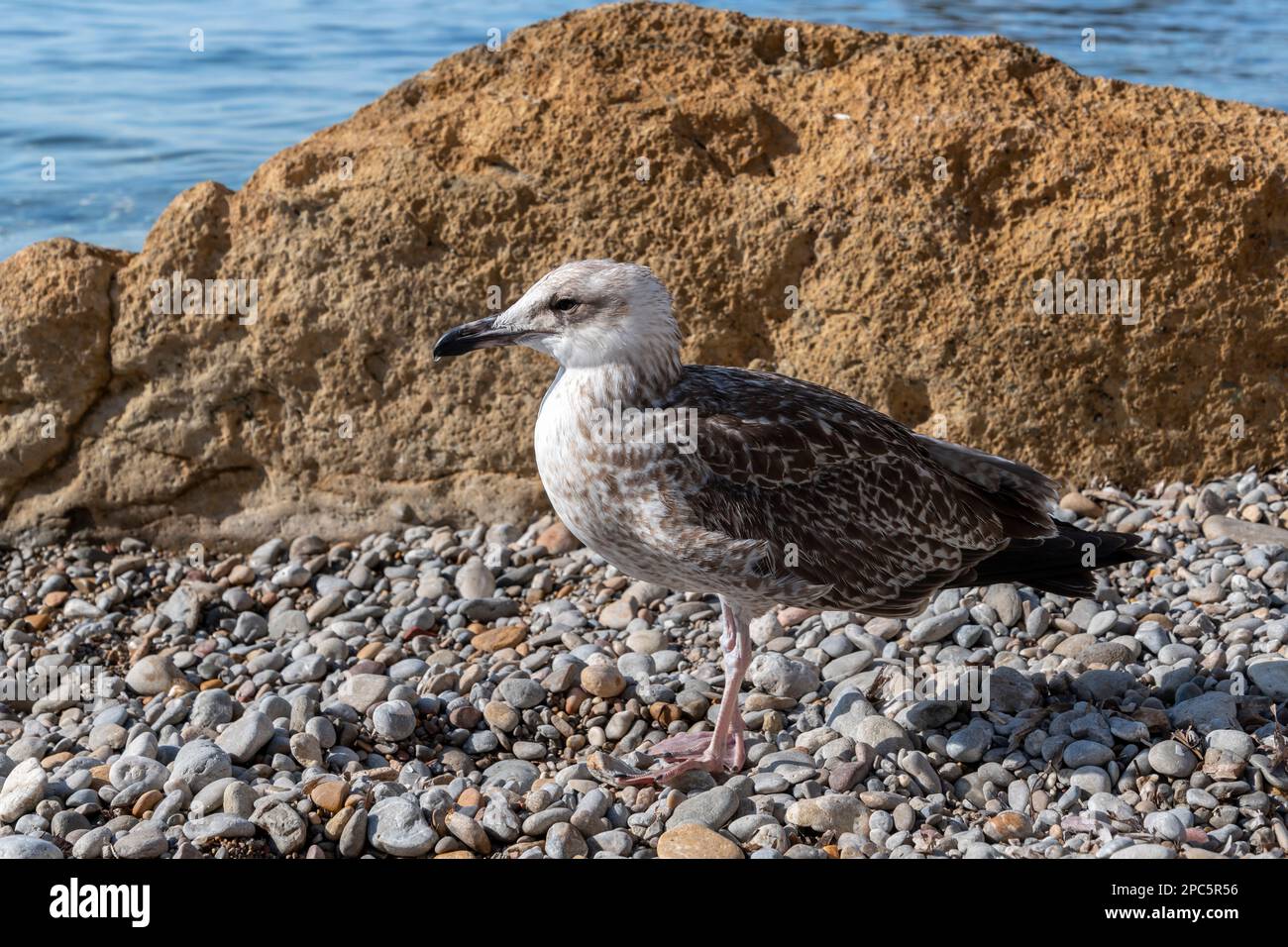 Nahaufnahme einer Möwe an einem Kieselstrand, Seevögel an der Mittelmeerküste in Südfrankreich Stockfoto